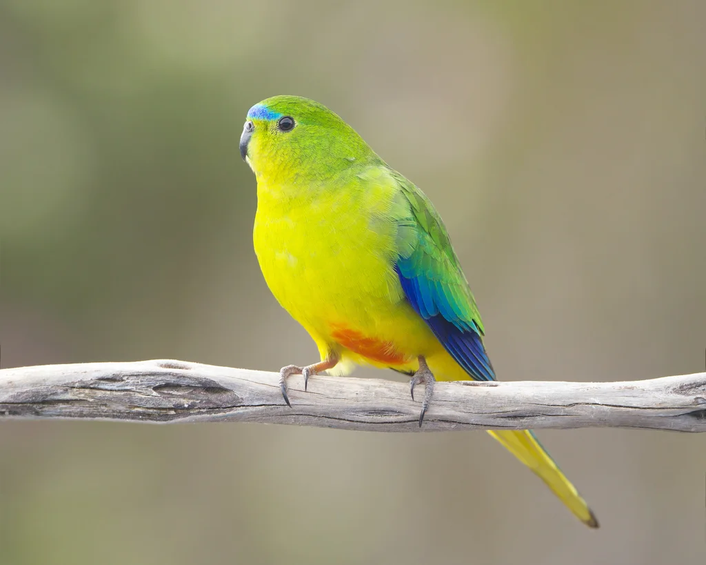橙腹鹦鹉(Neophema chrysogaster)