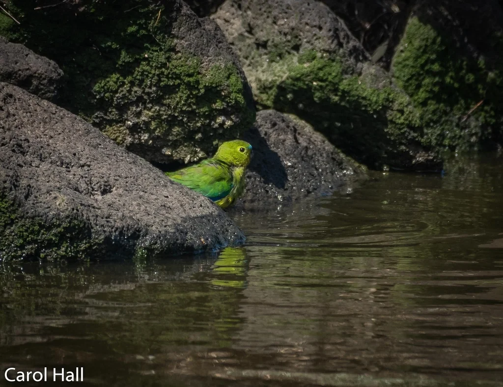 橙腹鹦鹉(Neophema chrysogaster)