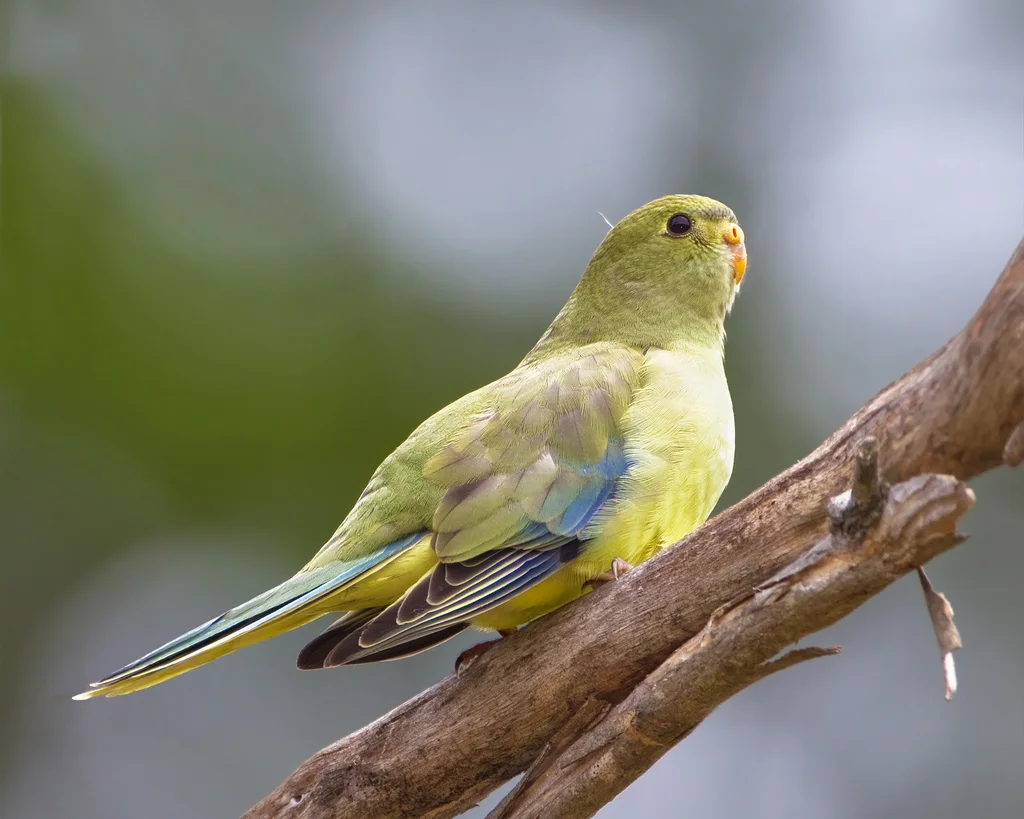 蓝翅鹦鹉(Neophema chrysostoma)