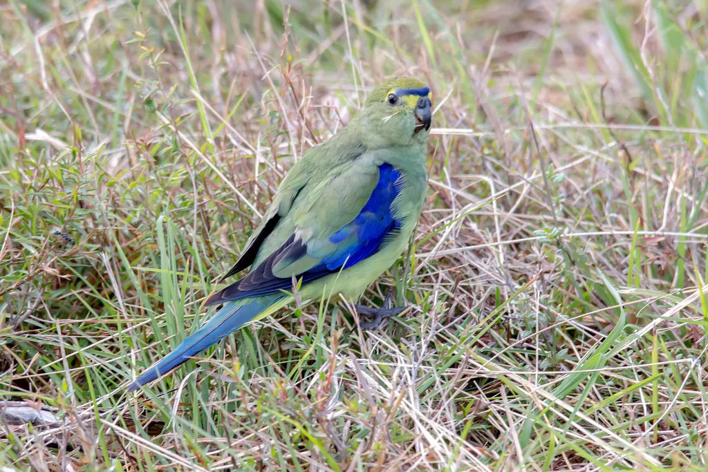 蓝翅鹦鹉(Neophema chrysostoma)