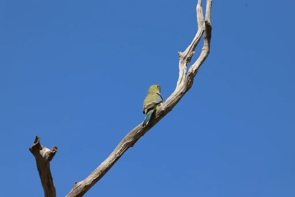蓝翅鹦鹉(Neophema chrysostoma)