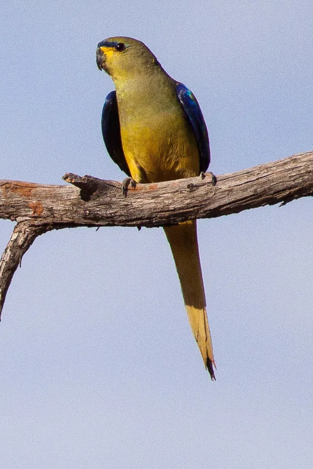 蓝眉鹦鹉(Neophema elegans)