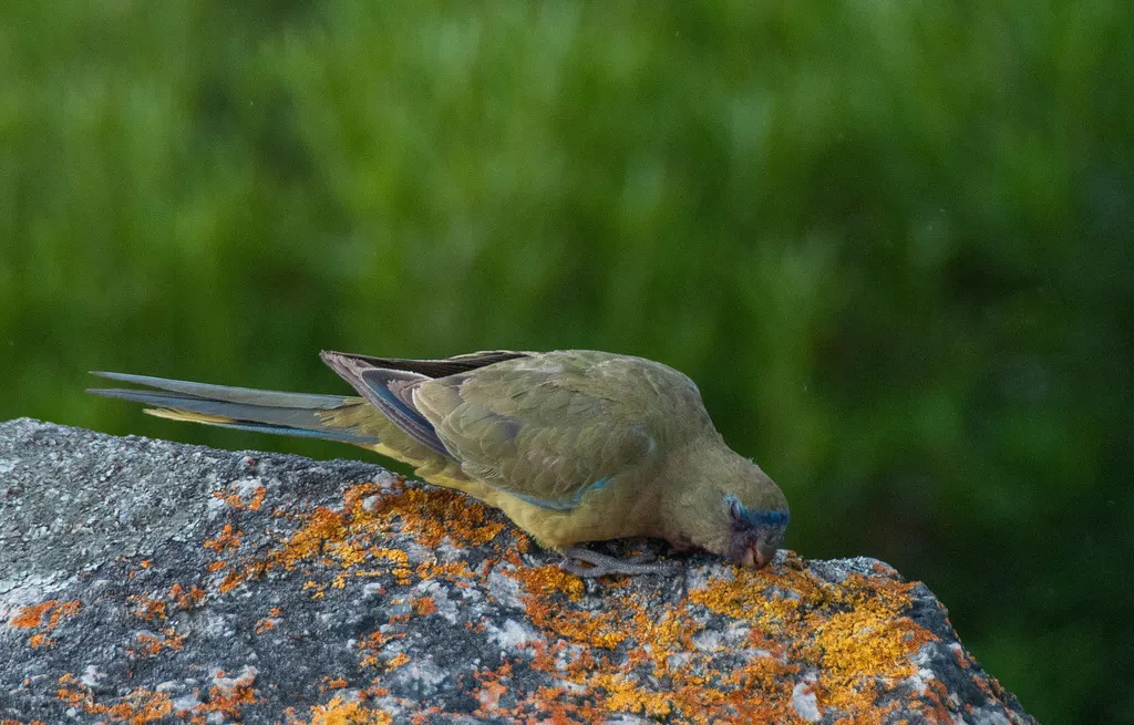 岩鹦鹉（Neophema petrophila）