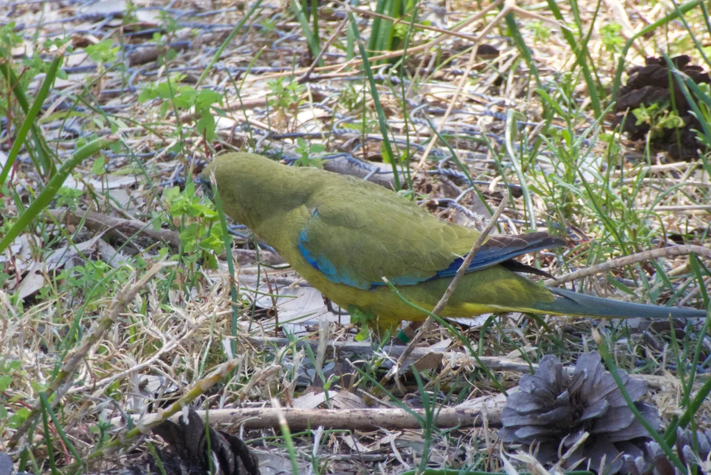岩鹦鹉（Neophema petrophila）