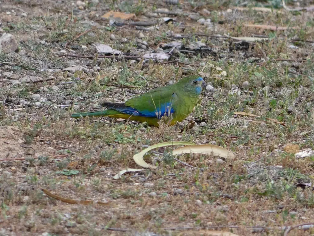 绿宝石鹦鹉(Neophema pulchella)