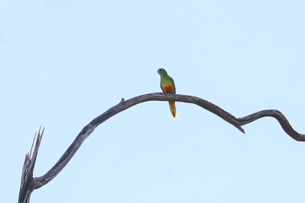 绿宝石鹦鹉(Neophema pulchella)