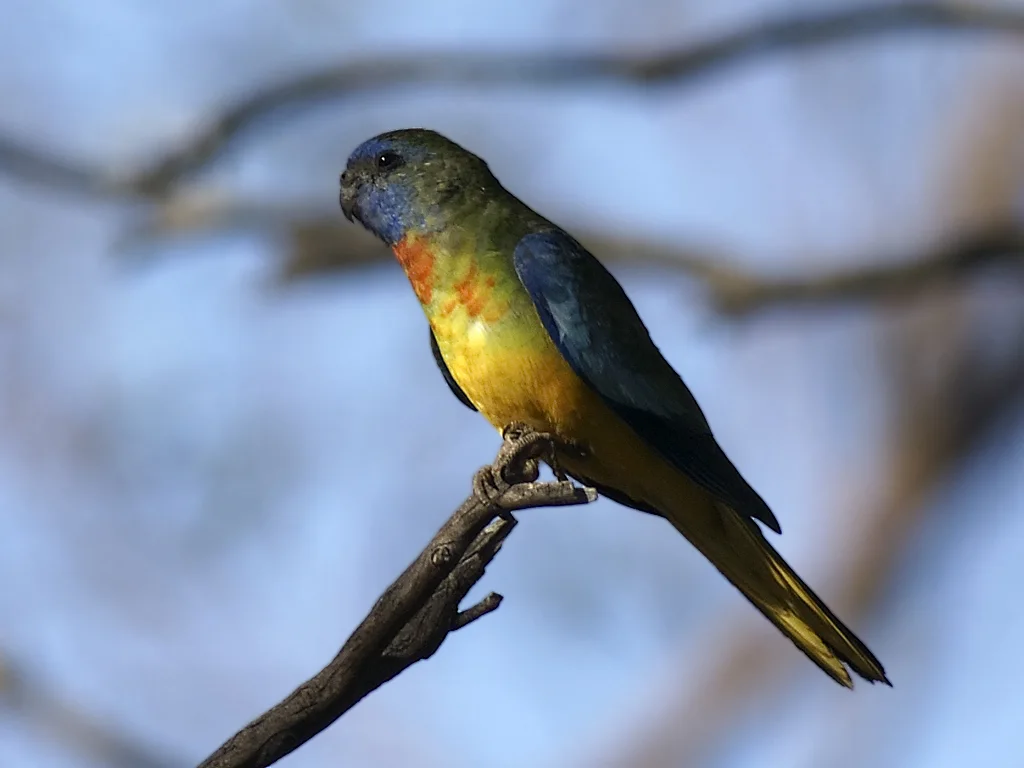 红胁鹦鹉(Neophema splendida)