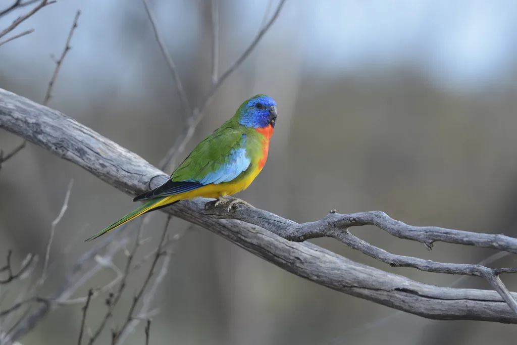 红胁鹦鹉(Neophema splendida)