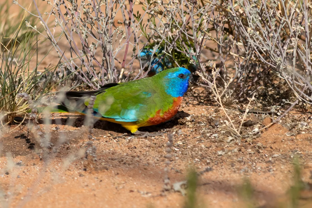 红胁鹦鹉(Neophema splendida)