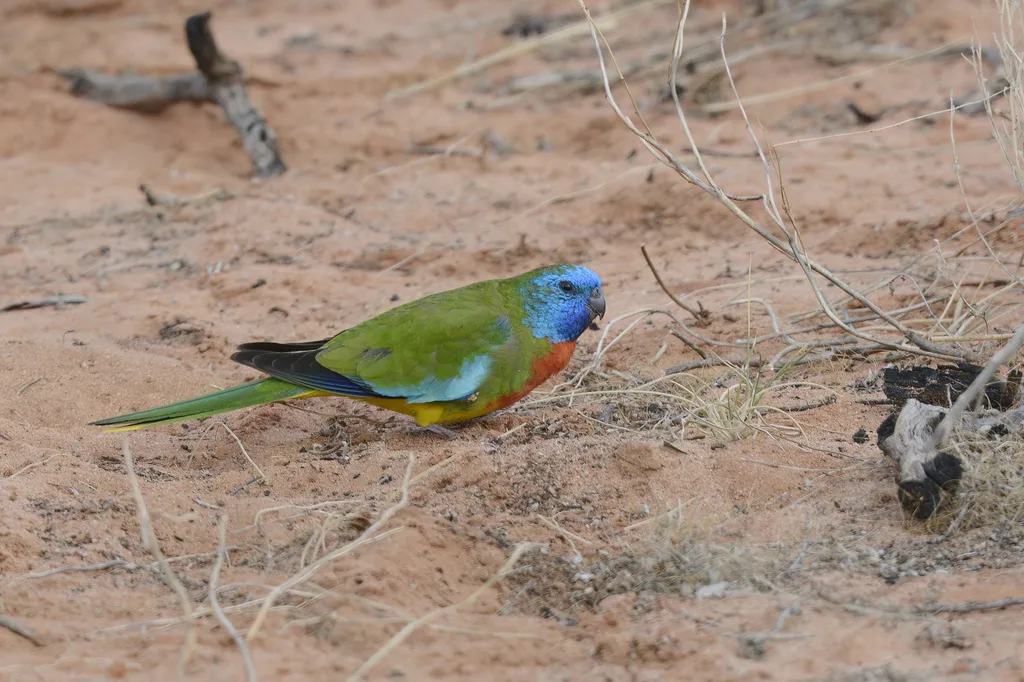 红胁鹦鹉(Neophema splendida)
