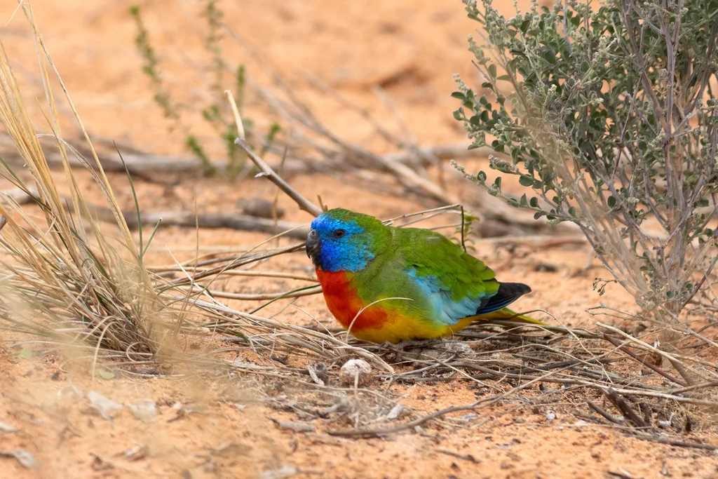 红胁鹦鹉(Neophema splendida)
