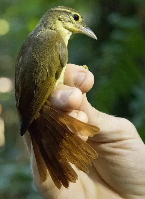 棕腰拾叶雀(Neophilydor erythrocercum)