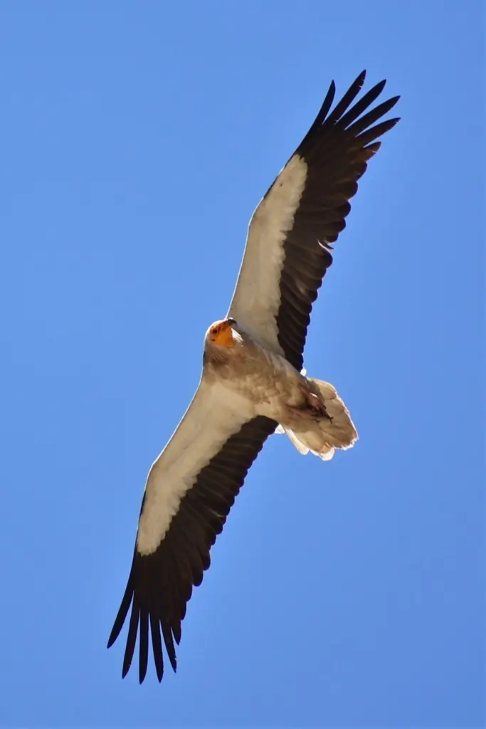 白兀鹫(Neophron percnopterus)