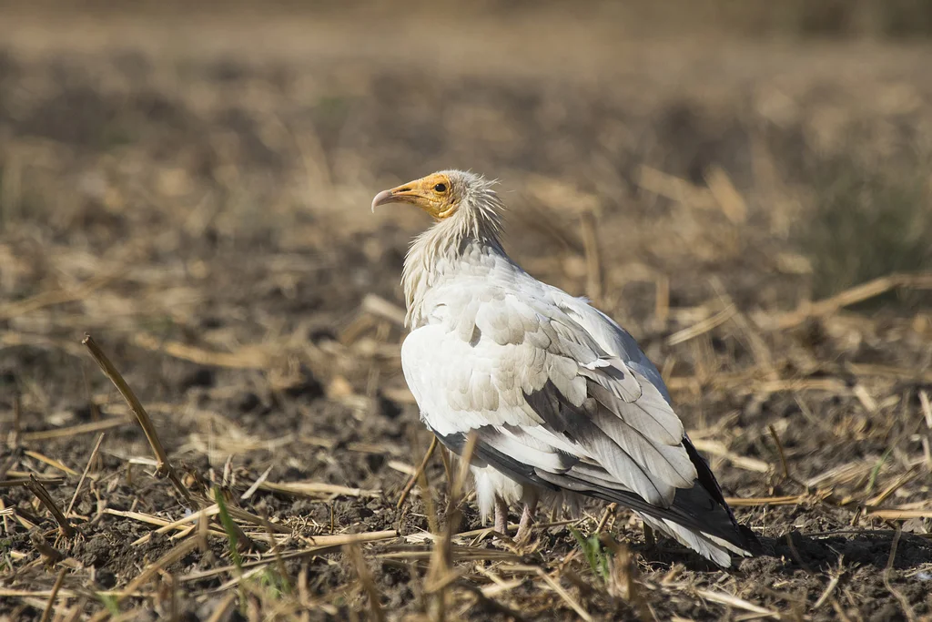 白兀鹫(Neophron percnopterus)