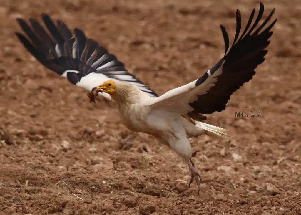 白兀鹫(Neophron percnopterus)