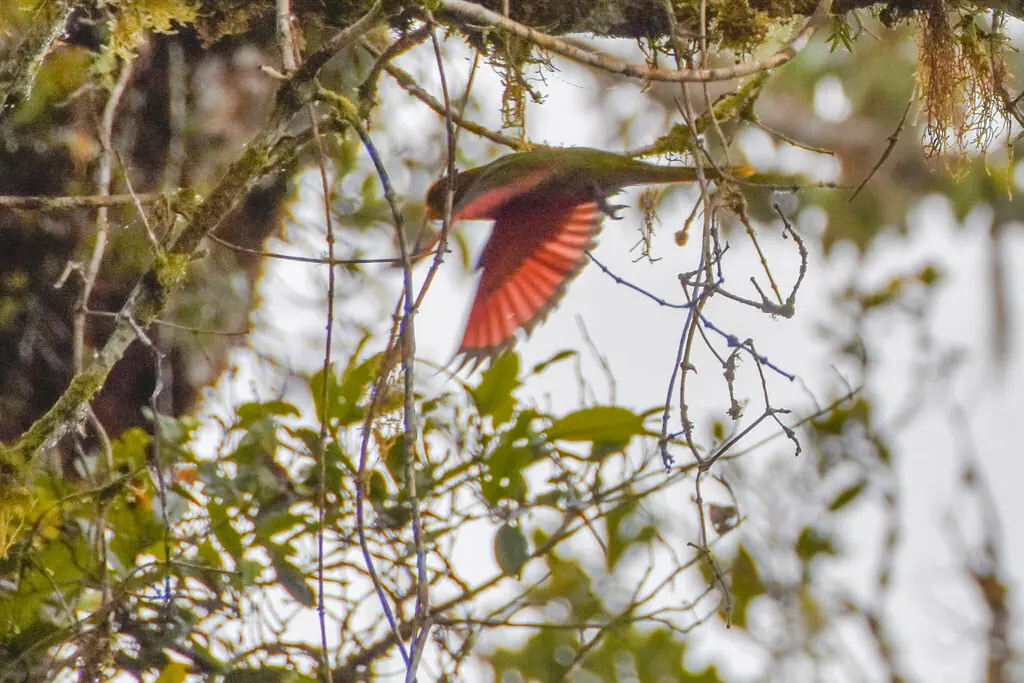 马氏鹦鹉(Neopsittacus musschenbroekii)