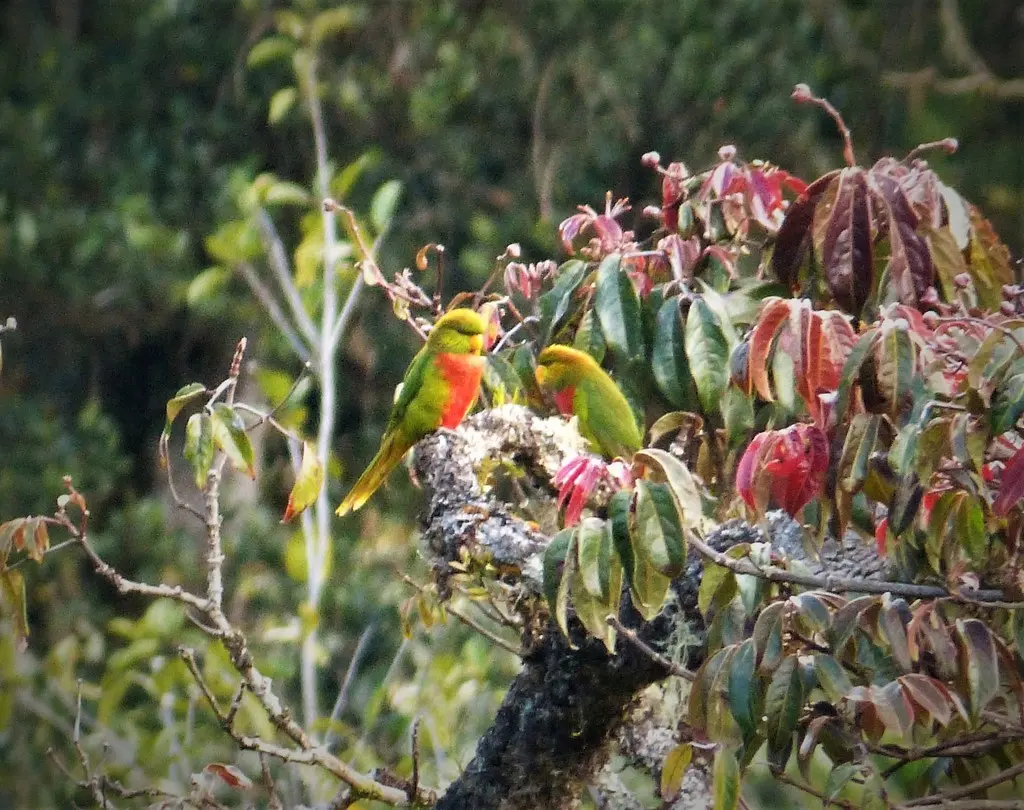 马氏鹦鹉(Neopsittacus musschenbroekii)