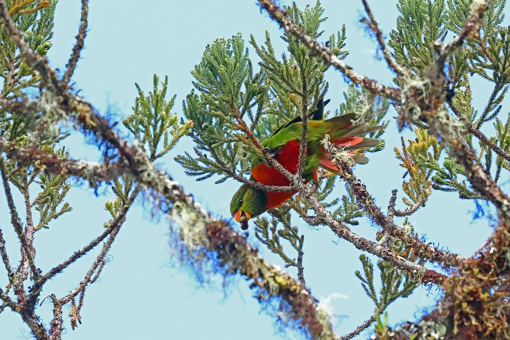 翠绿鹦鹉(Neopsittacus pullicauda)