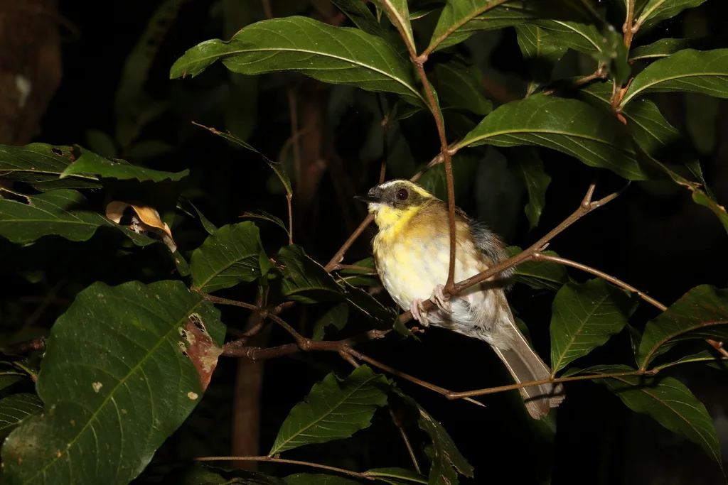 黄喉丝刺莺（Neosericornis citreogularis）