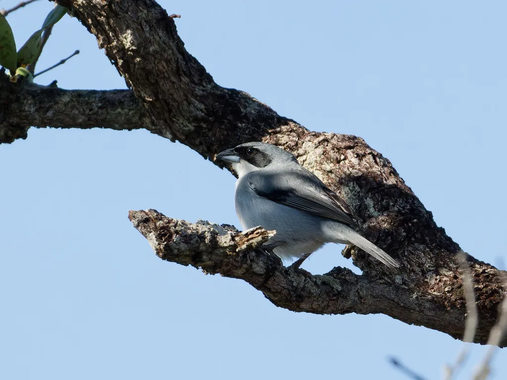 白斑唐纳雀（Neothraupis fasciata）