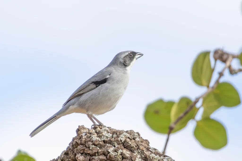 白斑唐纳雀（Neothraupis fasciata）