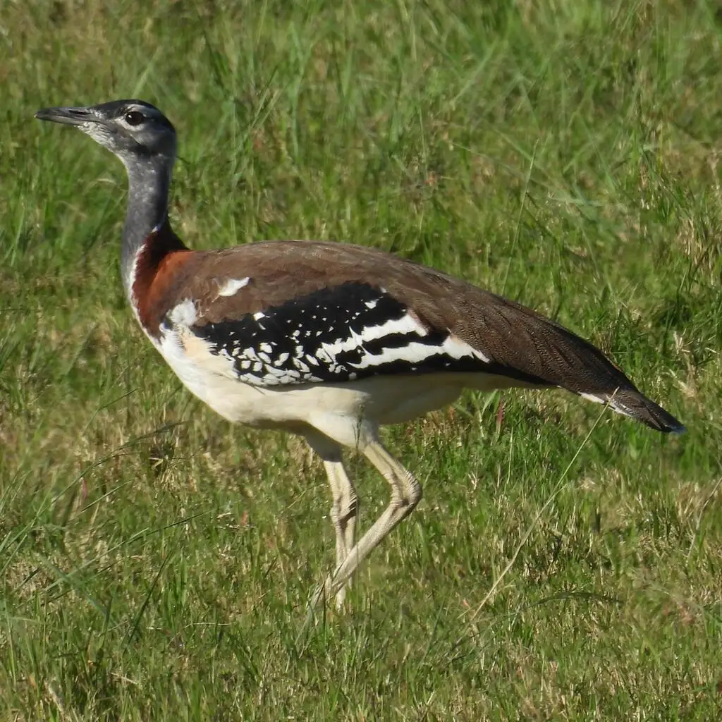 黑冠鸨(Neotis denhami)