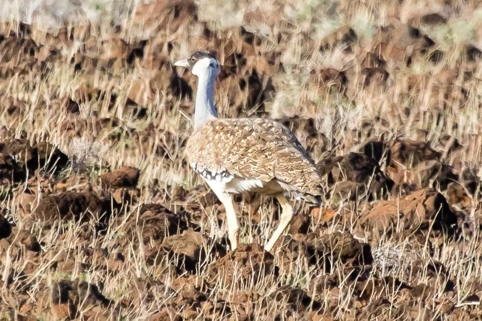 黑脸鸨(Neotis heuglinii)