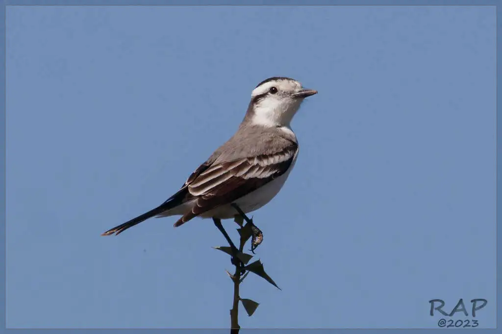 黑顶蒙霸鹟(Neoxolmis coronatus)