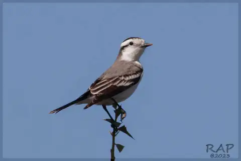 黑顶蒙霸鹟