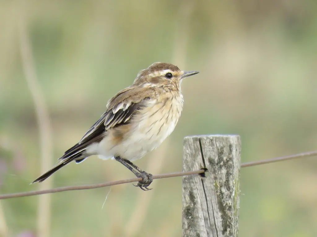 锈背蒙霸鹟(Neoxolmis rubetra)