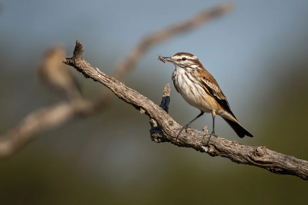 锈背蒙霸鹟(Neoxolmis rubetra)