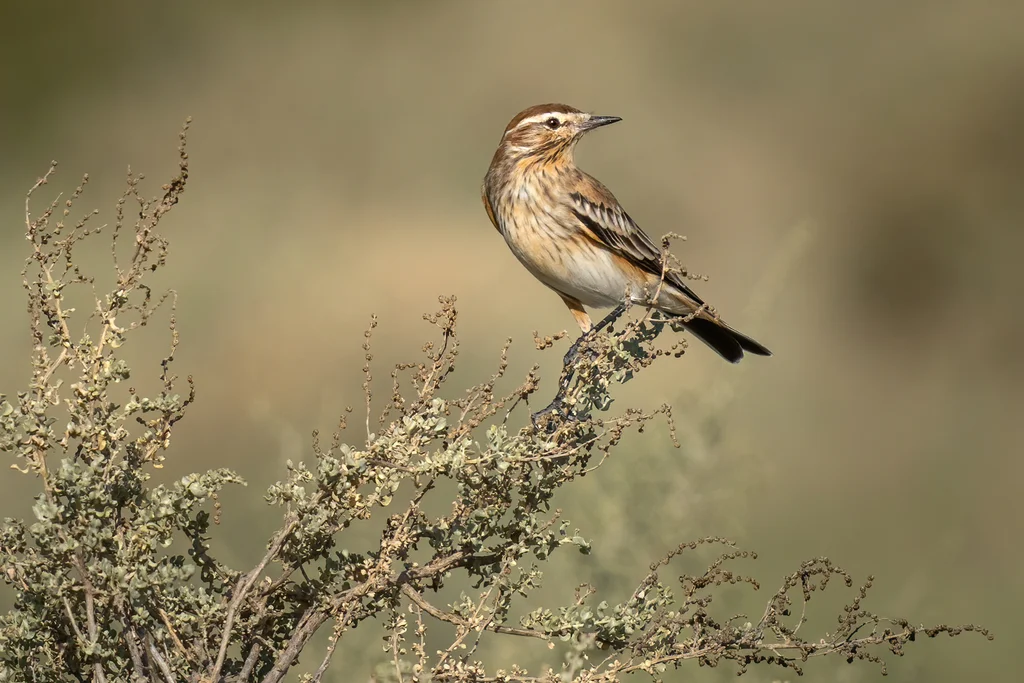 锈背蒙霸鹟(Neoxolmis rubetra)