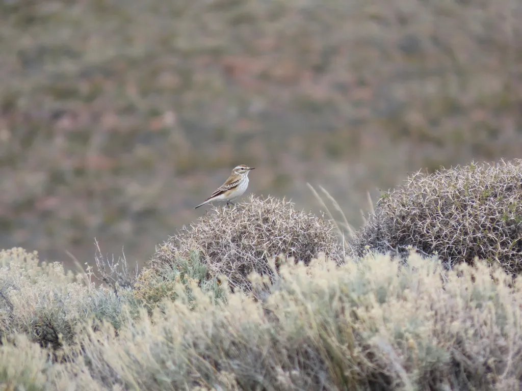 锈背蒙霸鹟(Neoxolmis rubetra)