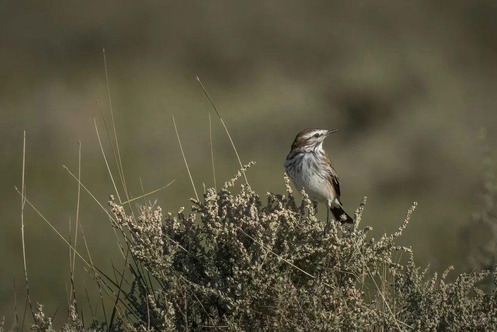 锈背蒙霸鹟(Neoxolmis rubetra)