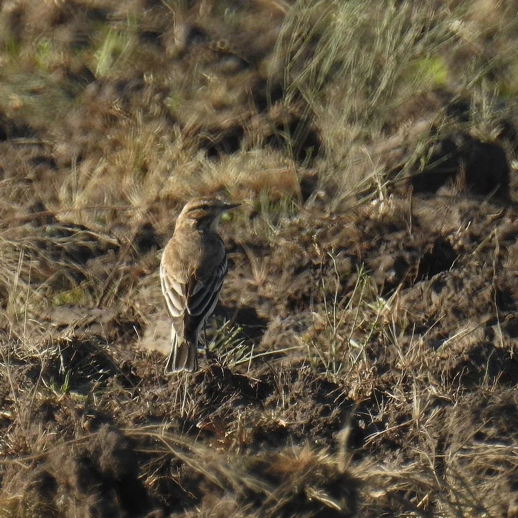 锈背蒙霸鹟(Neoxolmis rubetra)