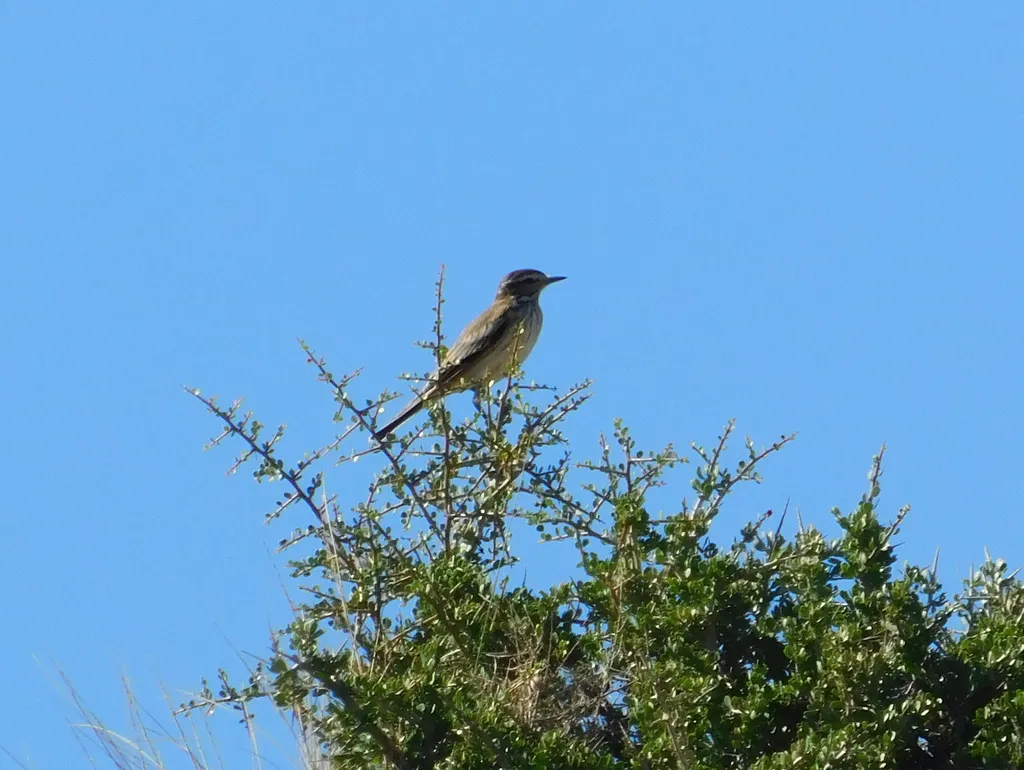 锈背蒙霸鹟(Neoxolmis rubetra)