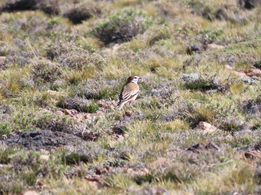 锈背蒙霸鹟(Neoxolmis rubetra)
