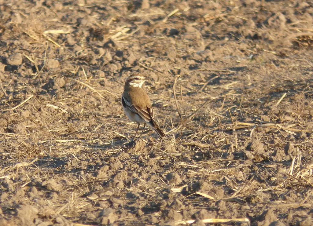 锈背蒙霸鹟(Neoxolmis rubetra)
