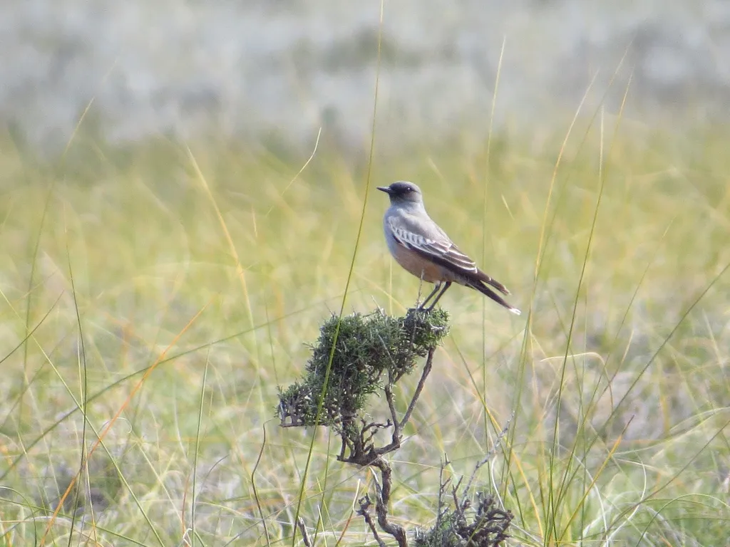 赭肛霸鹟(Neoxolmis rufiventris)