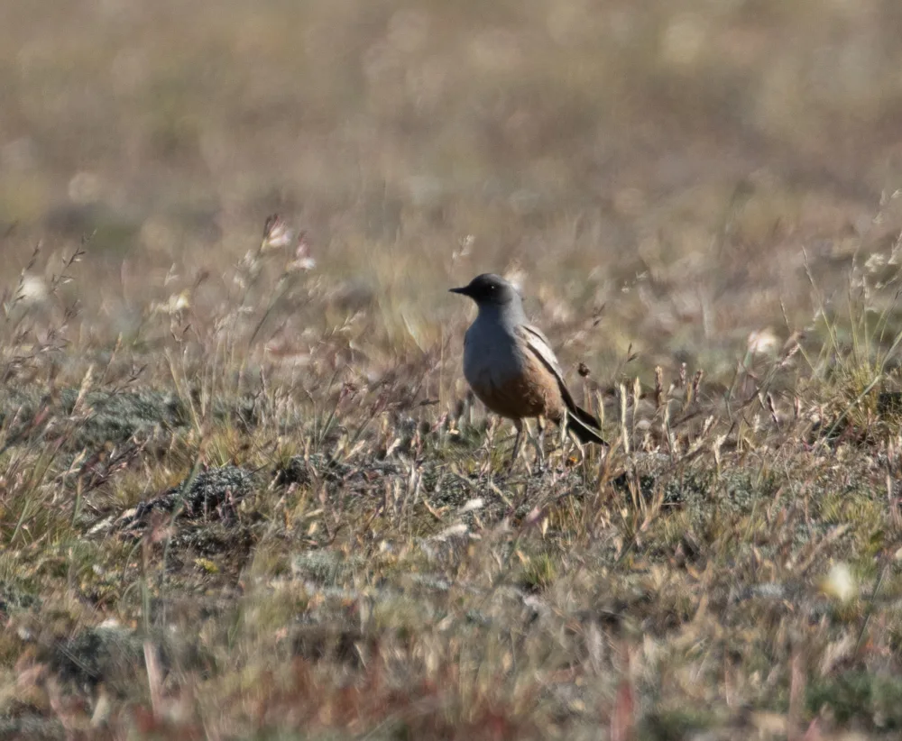 赭肛霸鹟(Neoxolmis rufiventris)