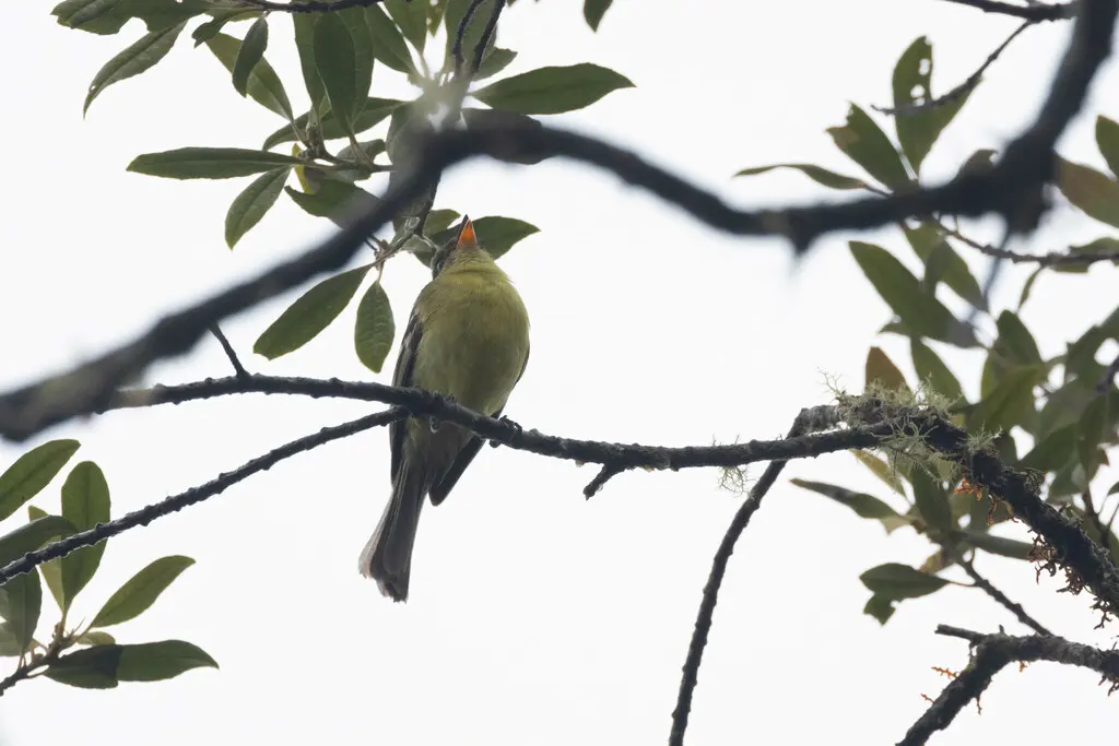 橙斑翅霸鹟(Nephelomyias lintoni)