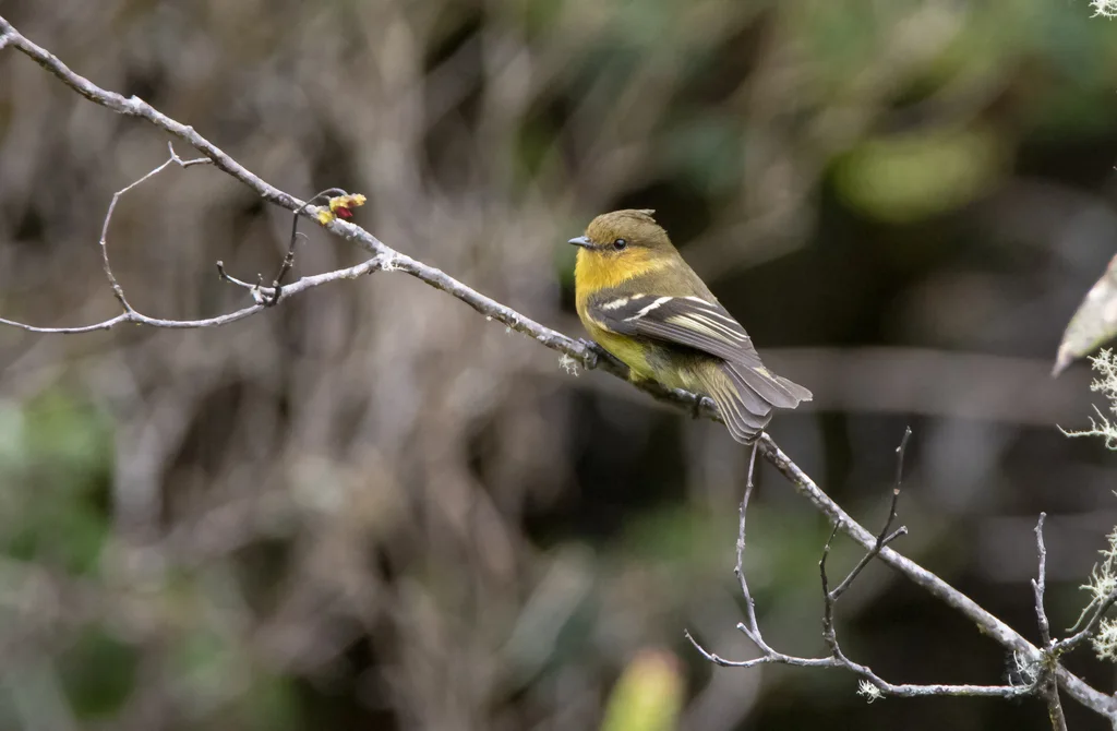 赭胸斑翅霸鹟（Nephelomyias ochraceiventris）