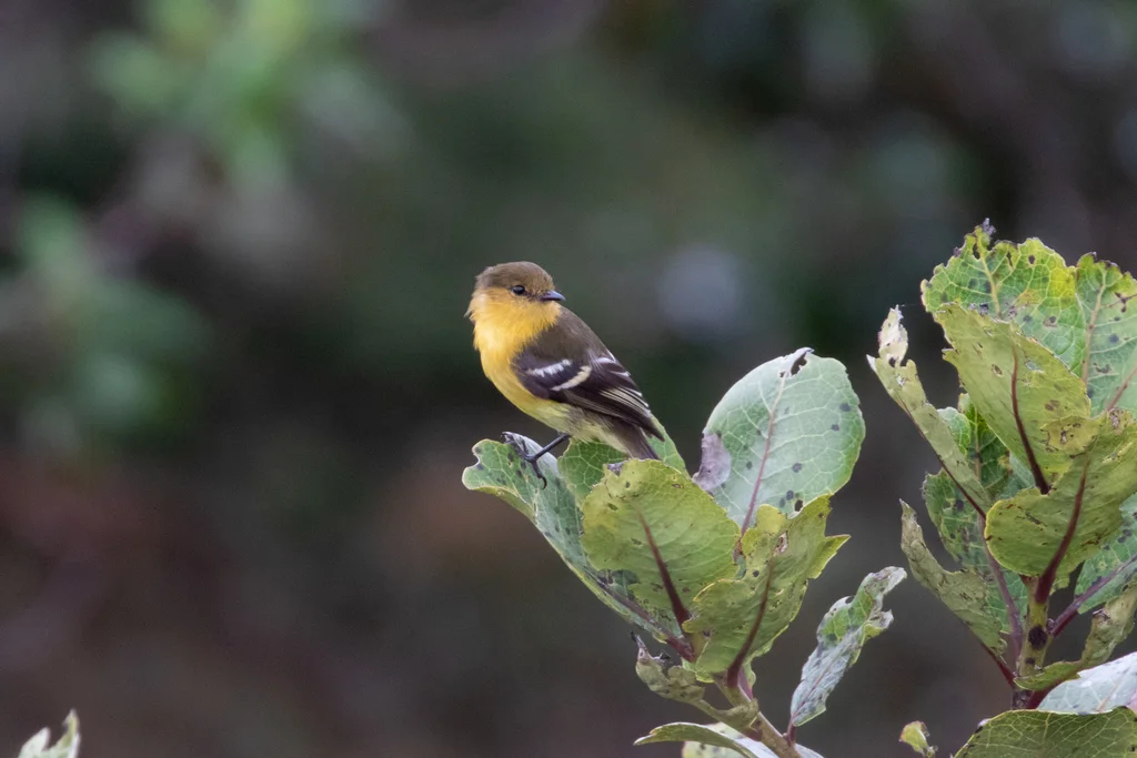 赭胸斑翅霸鹟（Nephelomyias ochraceiventris）