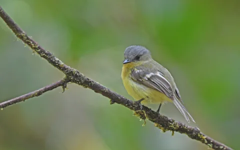 华丽斑翅霸鹟