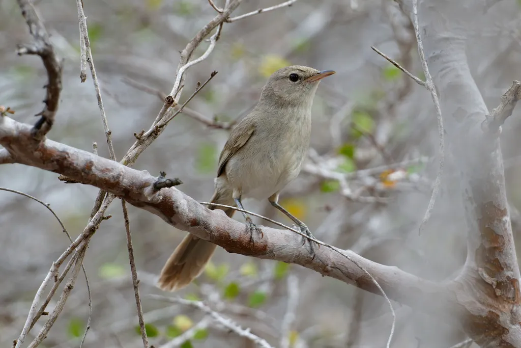 荒漠薮莺(Nesillas lantzii)