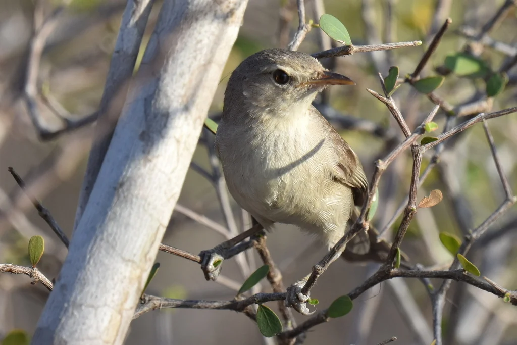 荒漠薮莺(Nesillas lantzii)