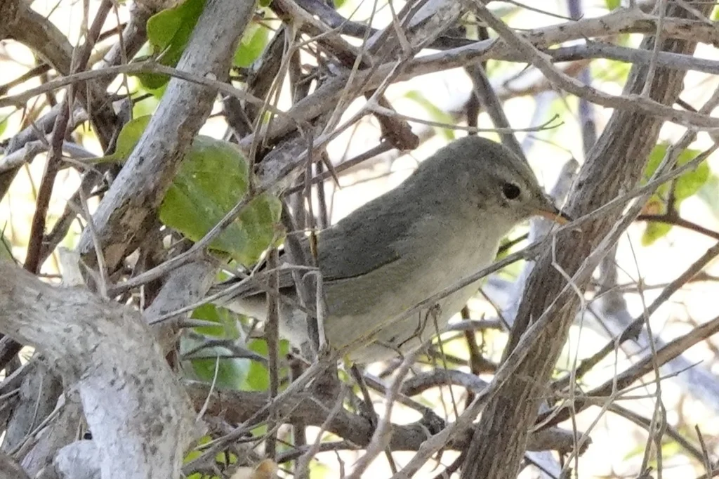 荒漠薮莺(Nesillas lantzii)