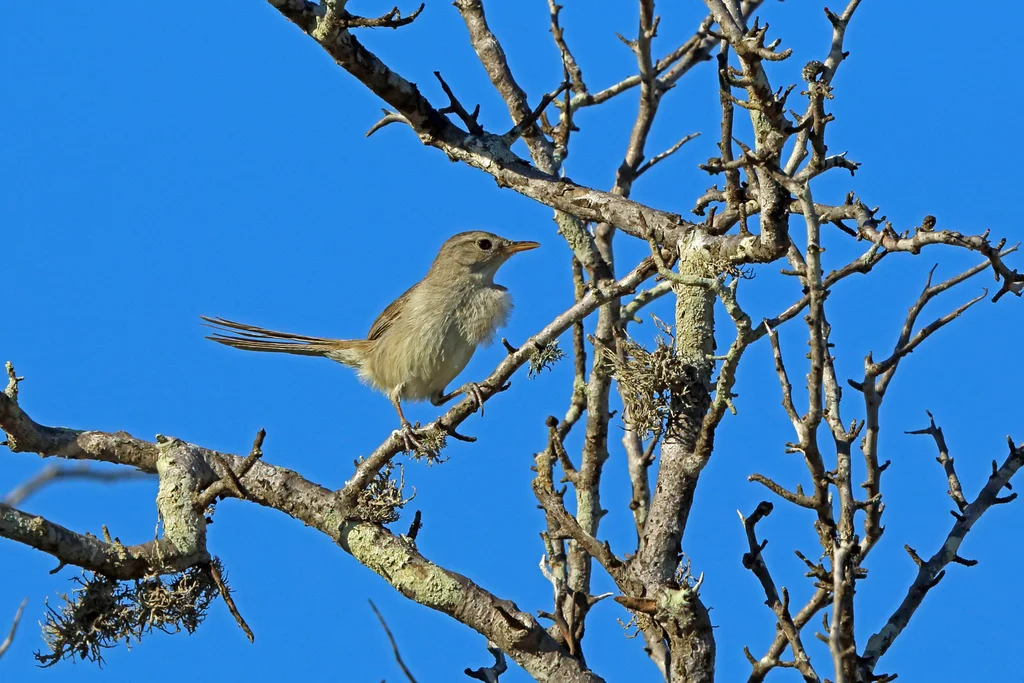 荒漠薮莺(Nesillas lantzii)