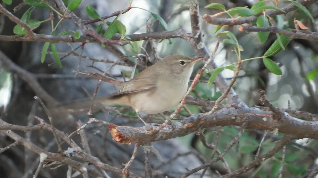 荒漠薮莺(Nesillas lantzii)