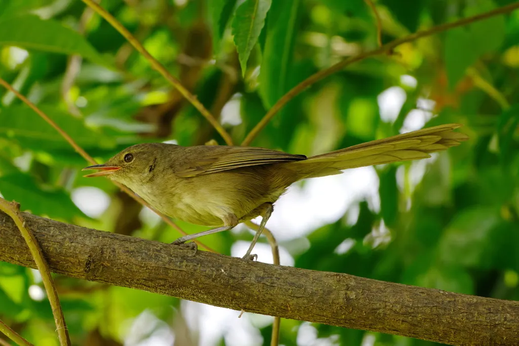马岛薮莺(Nesillas typica)